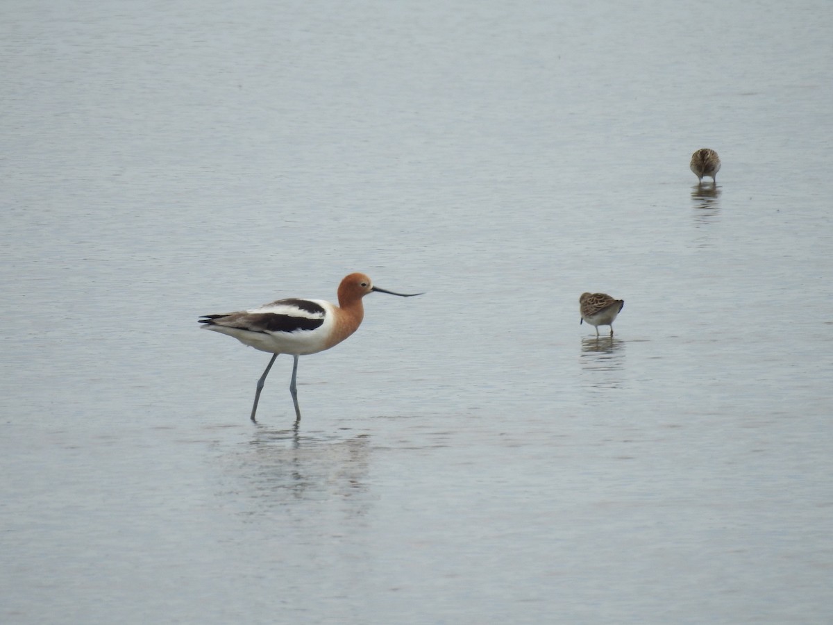 Avoceta Americana - ML224257191