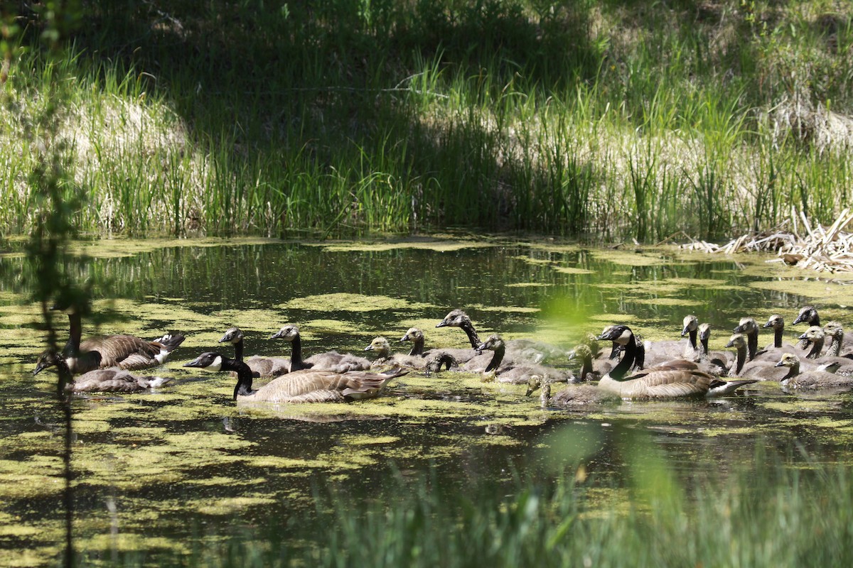 Canada Goose - Carol Ortenzio