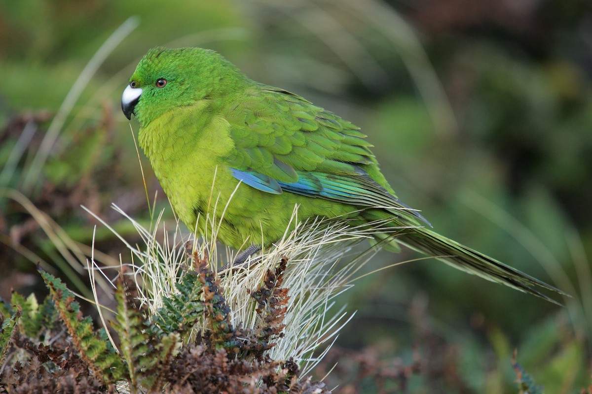 Antipodes Parakeet - ML224257841