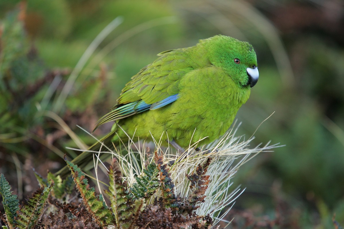 Antipodes Parakeet - ML224257871