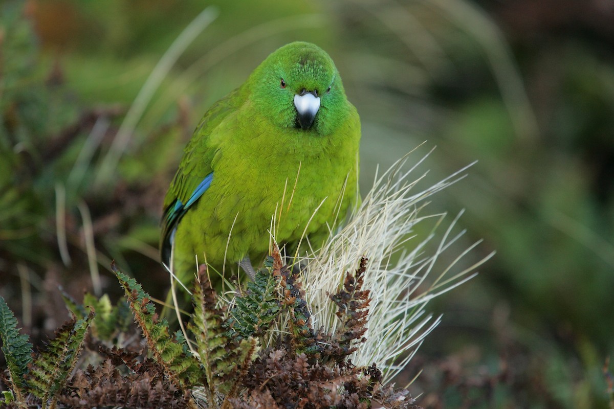 Antipodes Parakeet - ML224257881