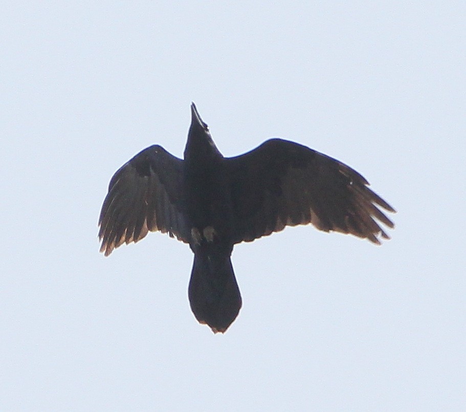 Common Raven - ML224258461