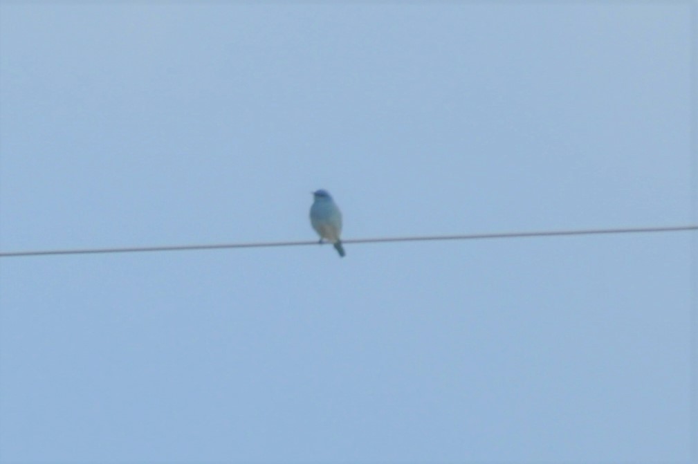 Mountain Bluebird - ML224258751