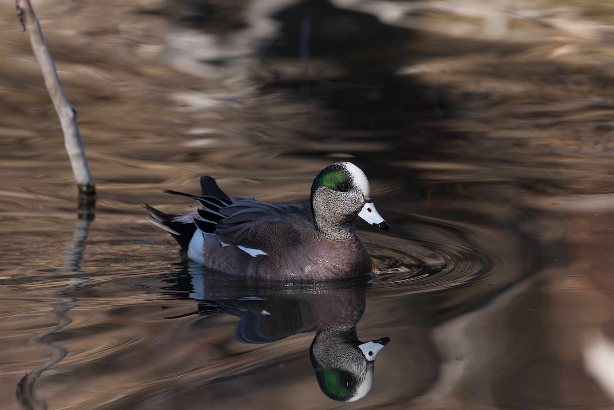 American Wigeon - ML224261531