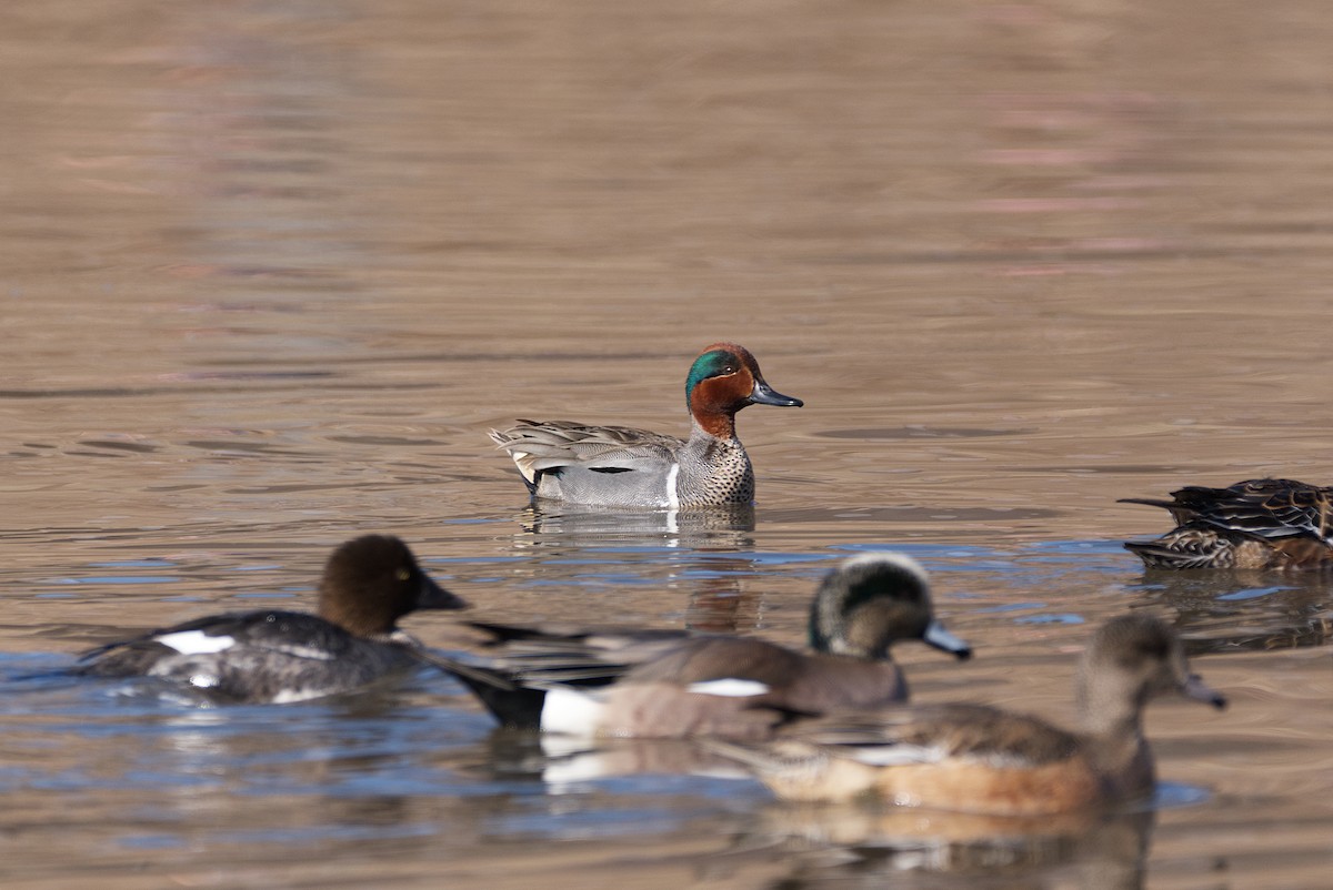 Green-winged Teal - ML224261771