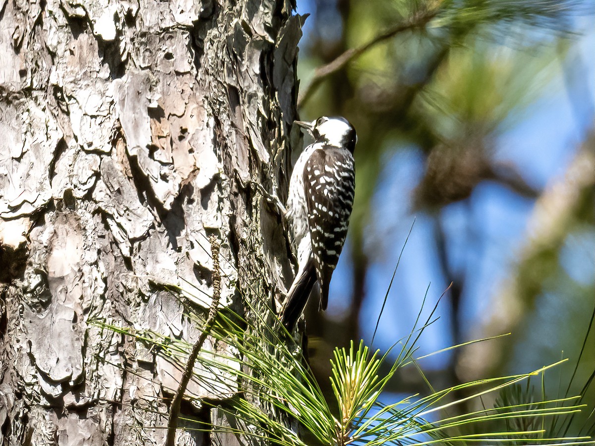 Red-cockaded Woodpecker - ML224262251