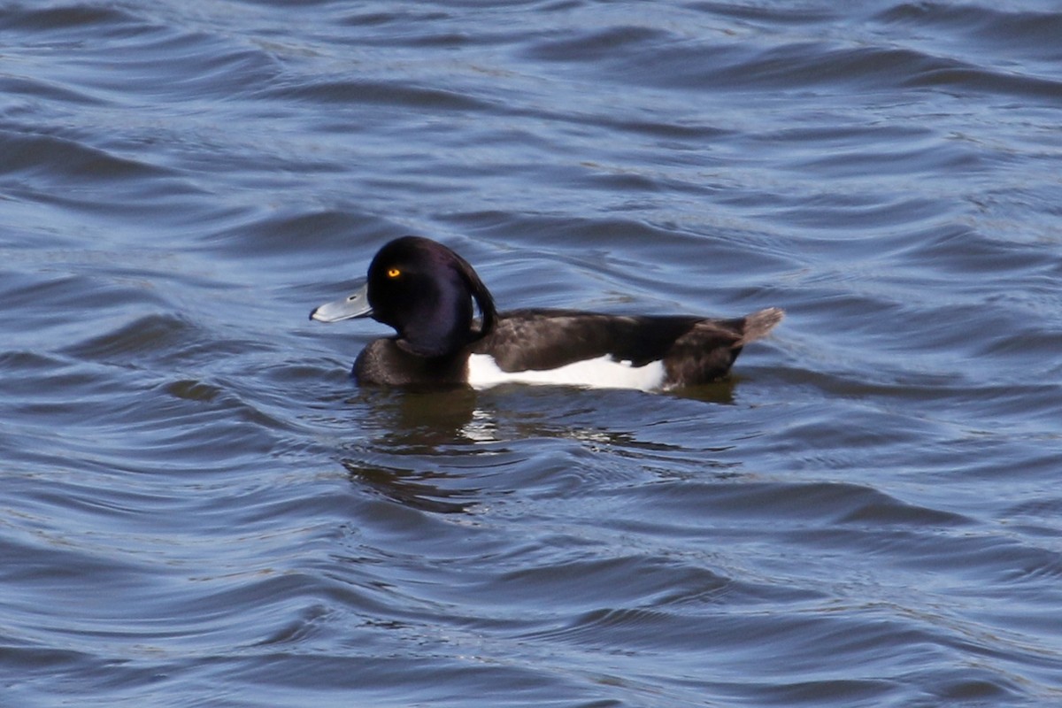 鳳頭潛鴨 - ML224262971