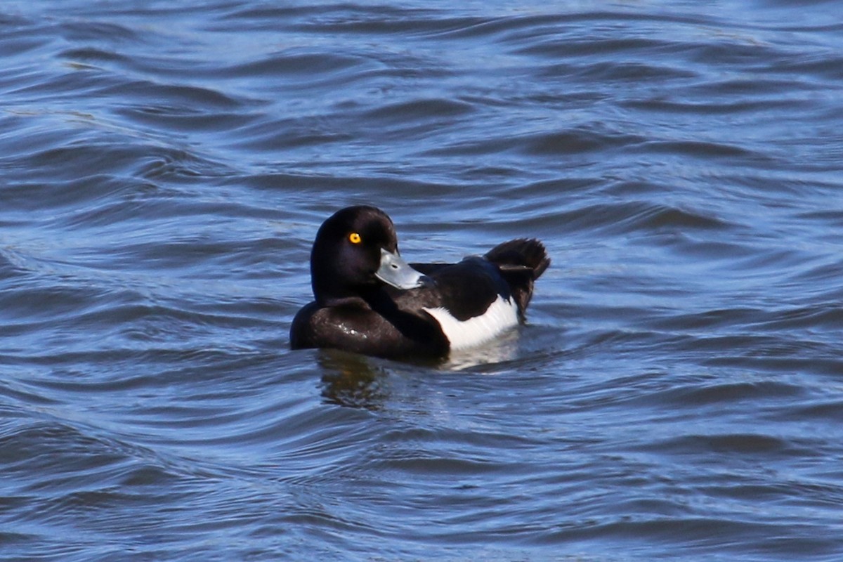 Tufted Duck - Jamie Chavez