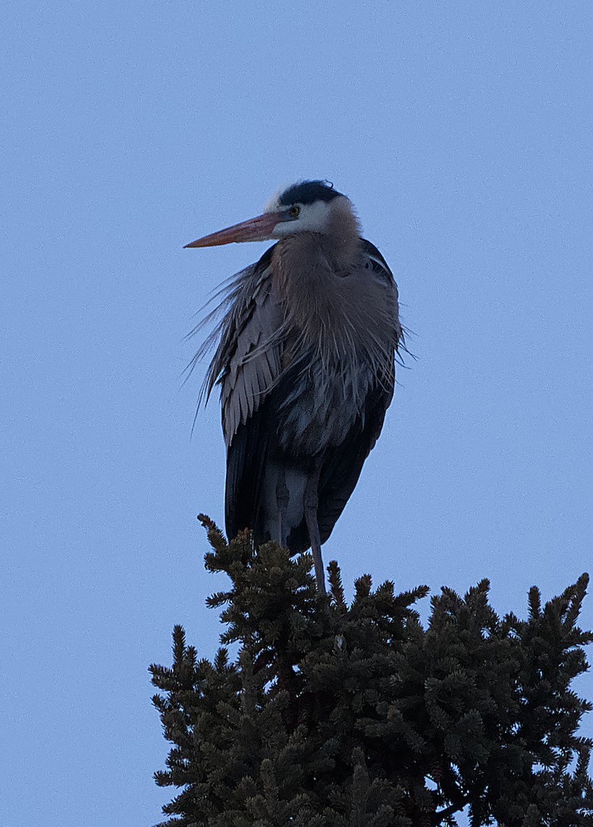 Great Blue Heron - ML224263401