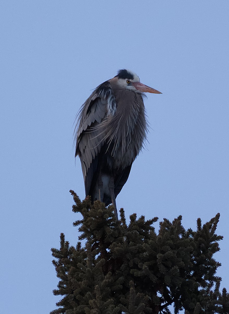 Great Blue Heron - ML224263431