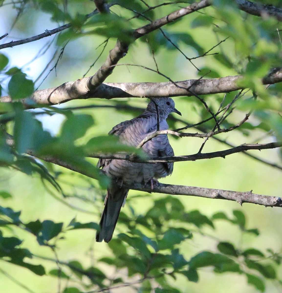 Inca Dove - ML224263961