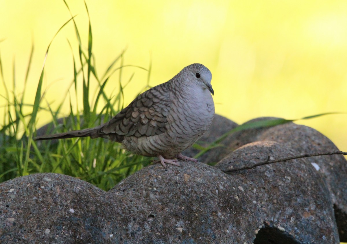 Inca Dove - Marion Schiefer