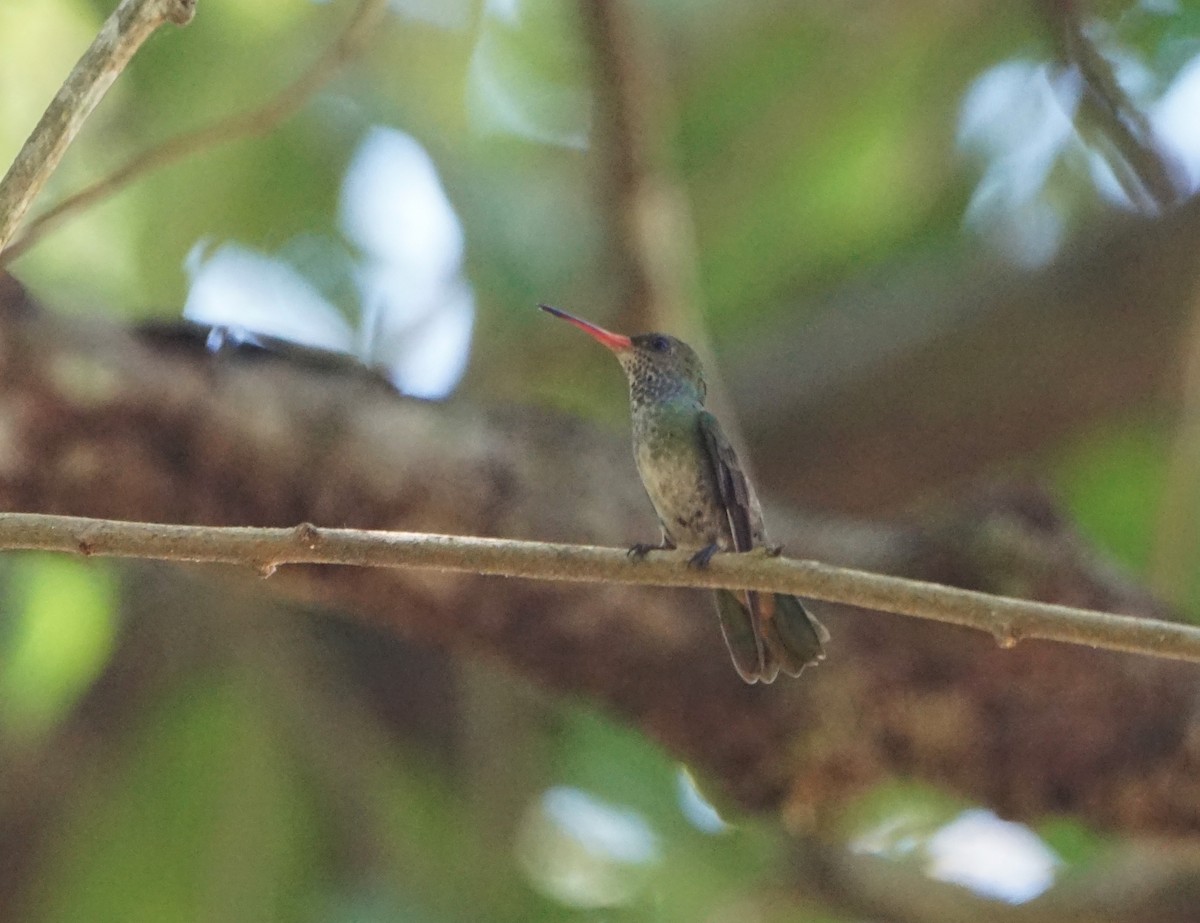 Charming Hummingbird - ML224264371