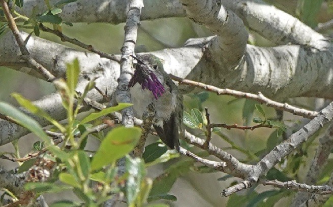 Calliope Hummingbird - George Chapman