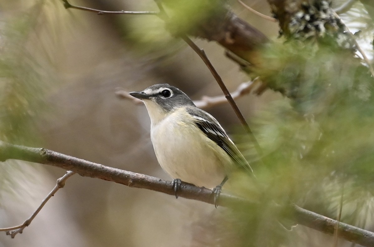 Cassin's Vireo - Ryan Bauer