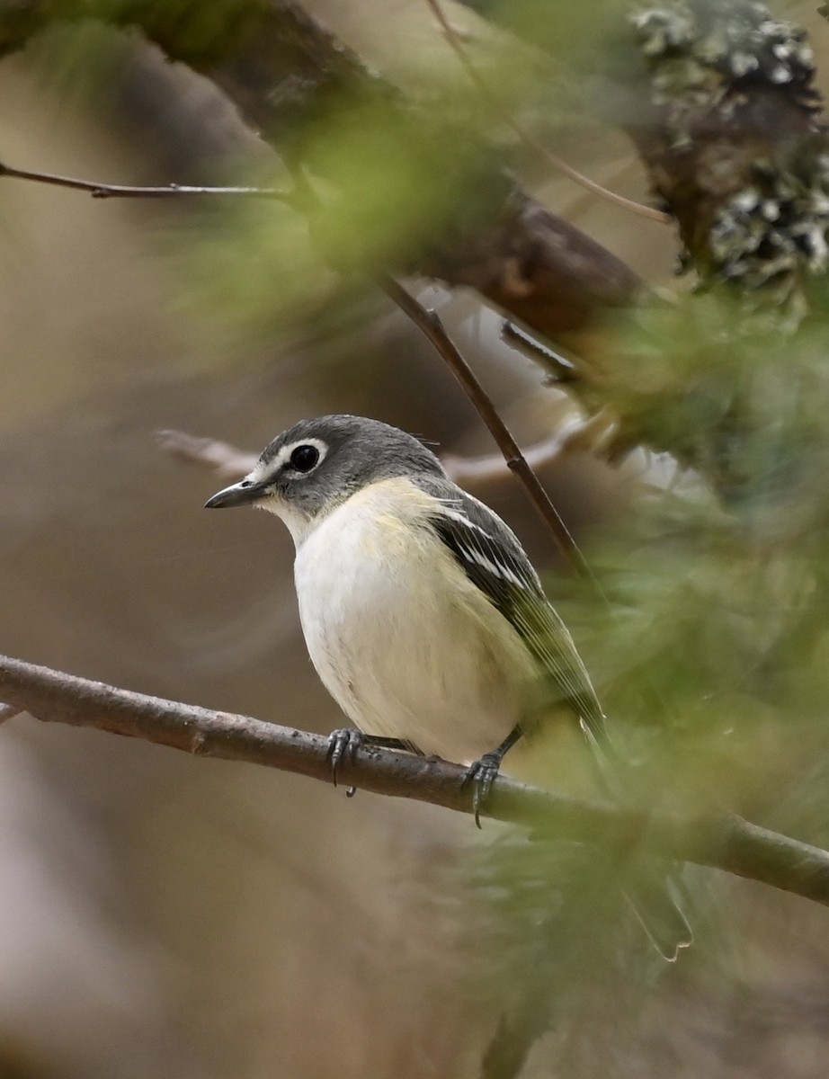 Cassin's Vireo - ML224265461