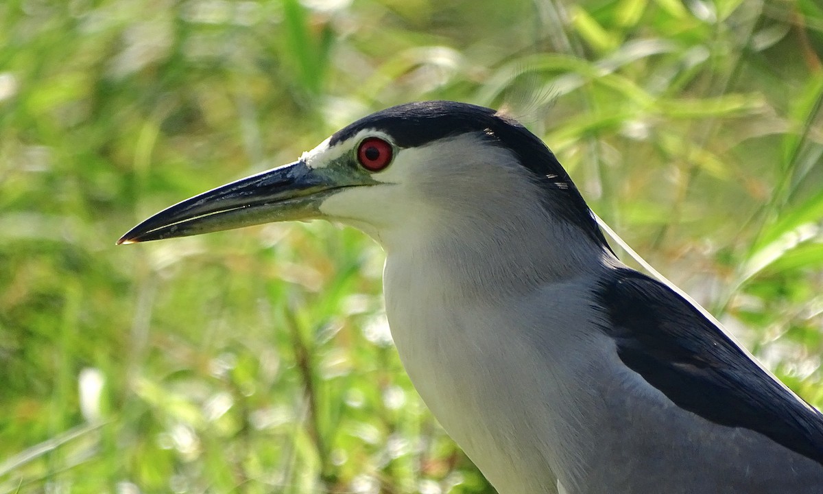 Black-crowned Night Heron - ML22426691