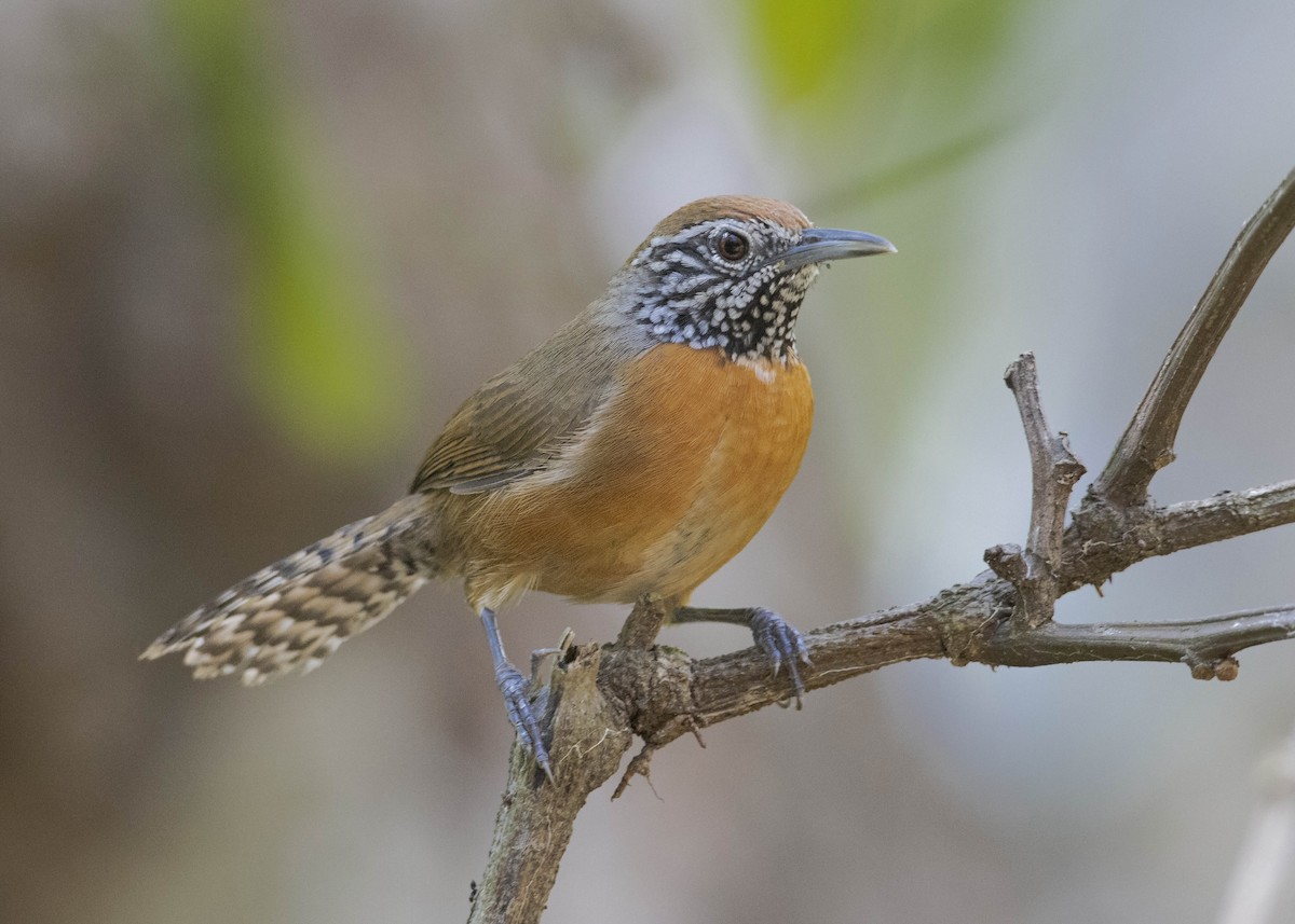 Rufous-breasted Wren - Guillermo Saborío Vega