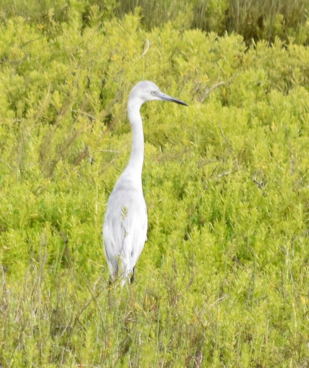 Little Blue Heron - ML224279831