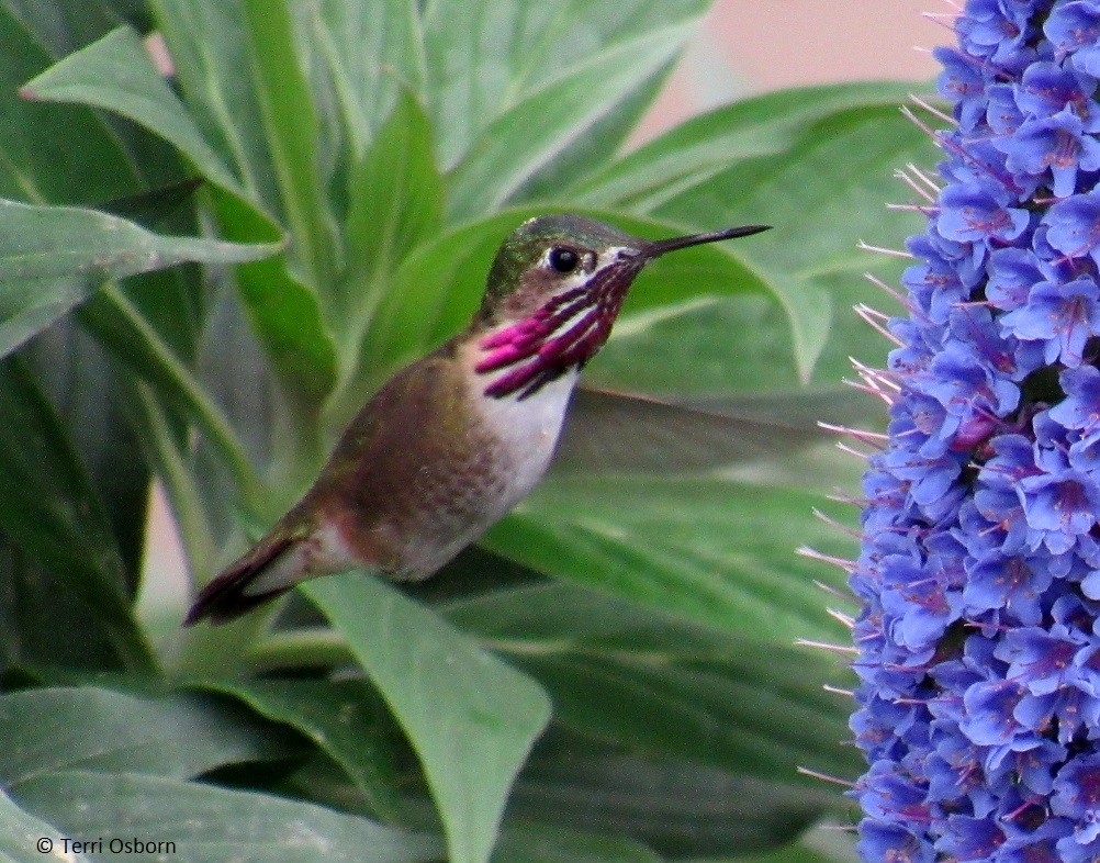 Calliope Hummingbird - Terri Osborn