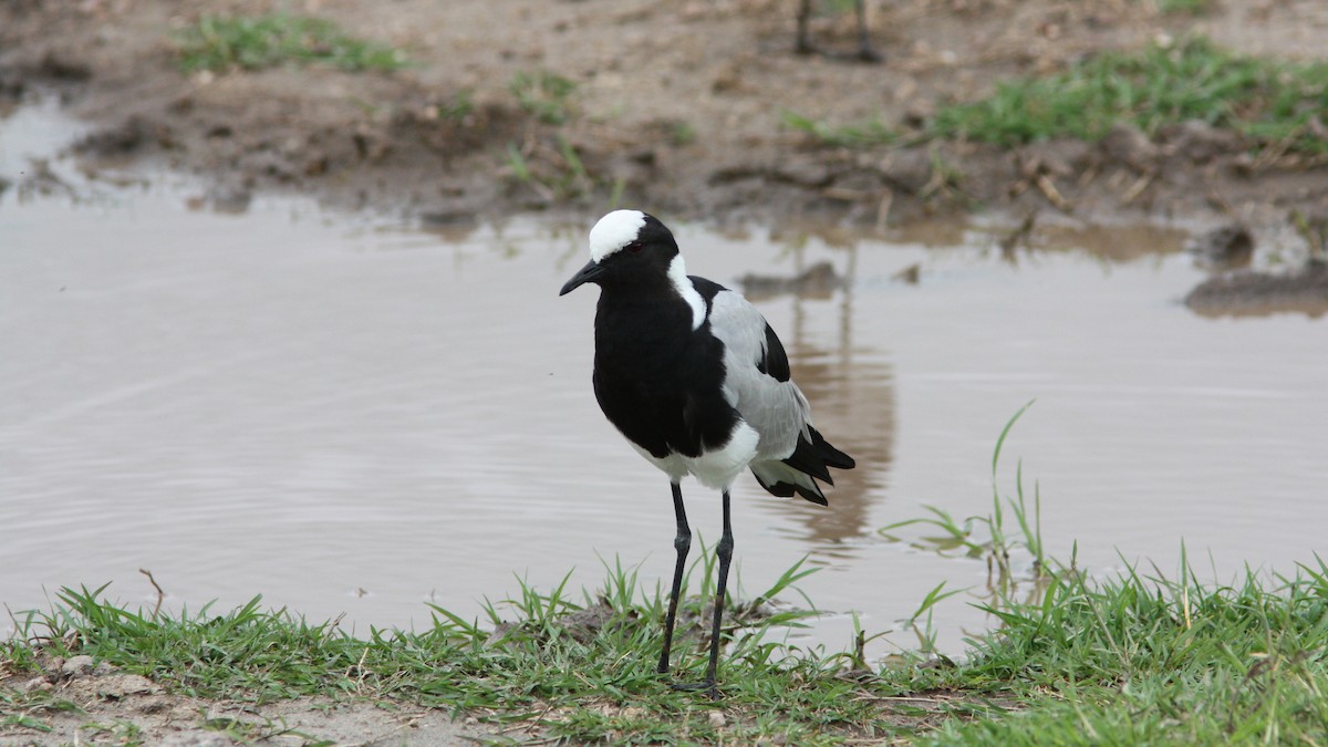 Blacksmith Lapwing - Daniel Jauvin