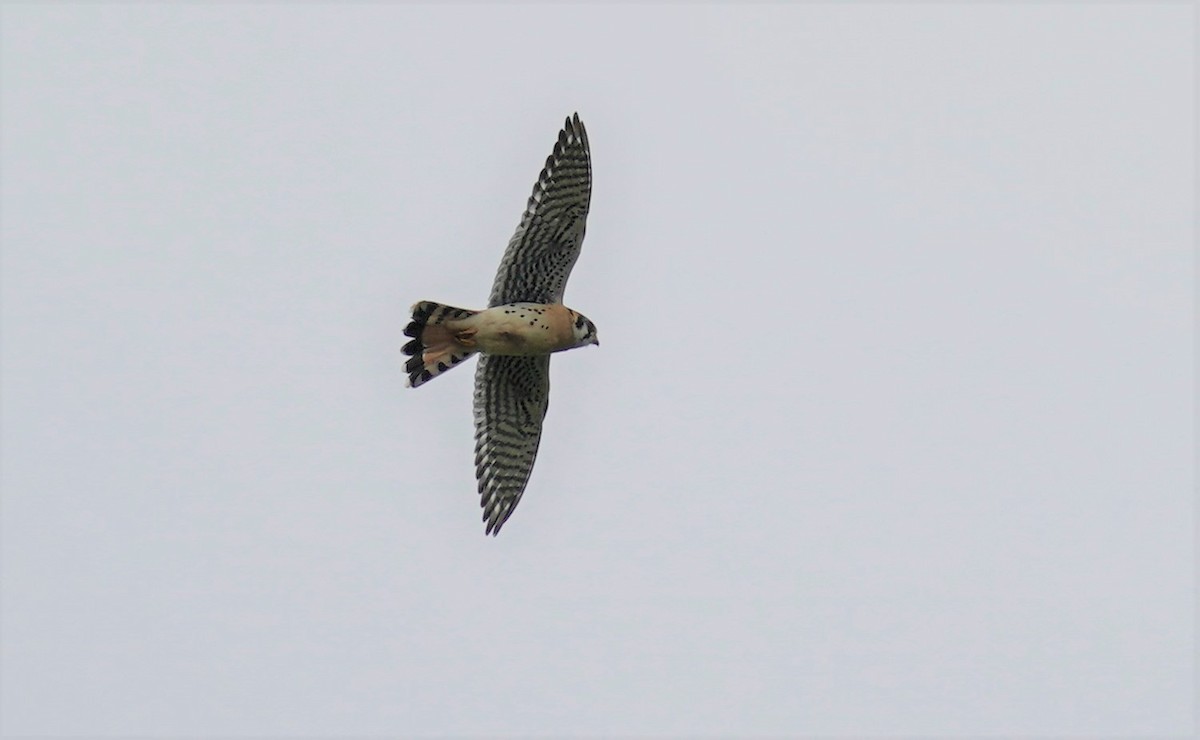 American Kestrel - Sunil Thirkannad