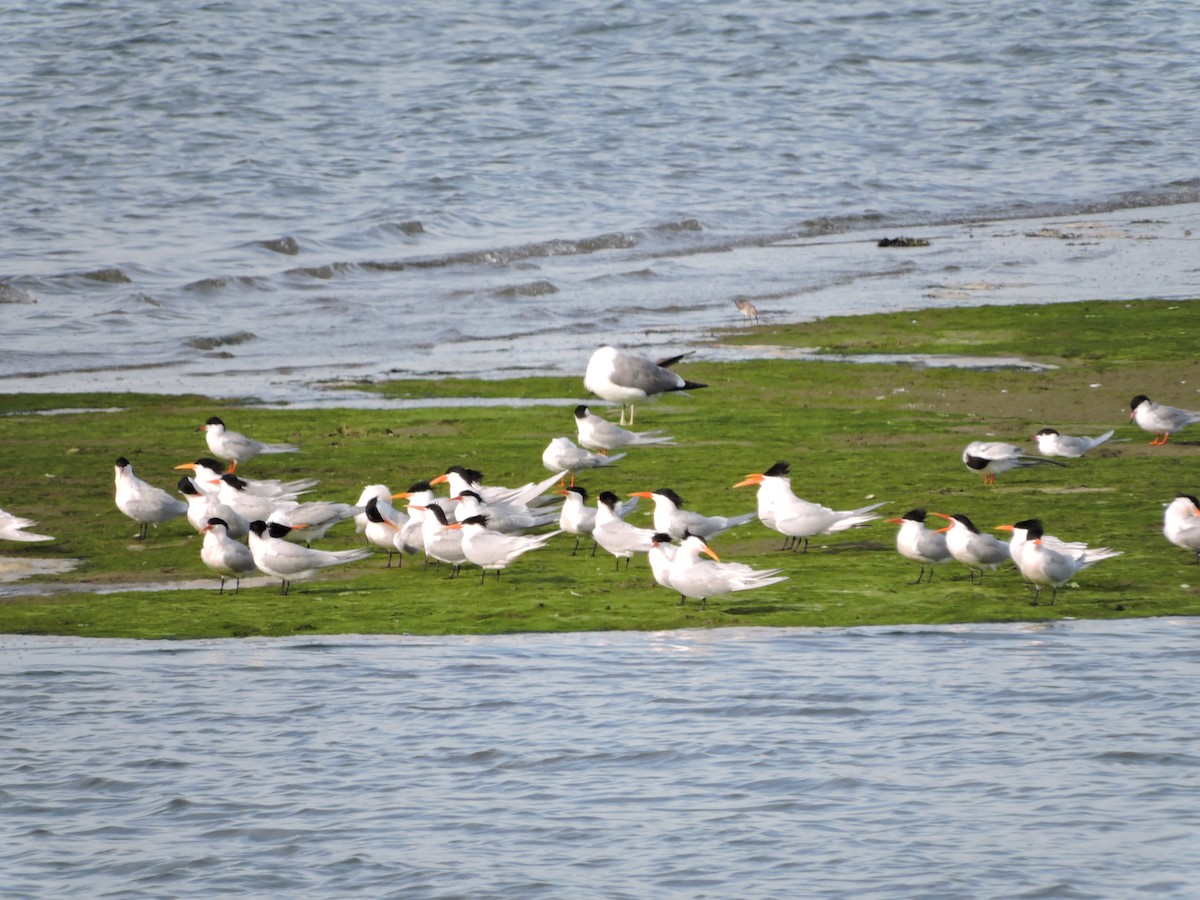 Elegant Tern - ML224283081