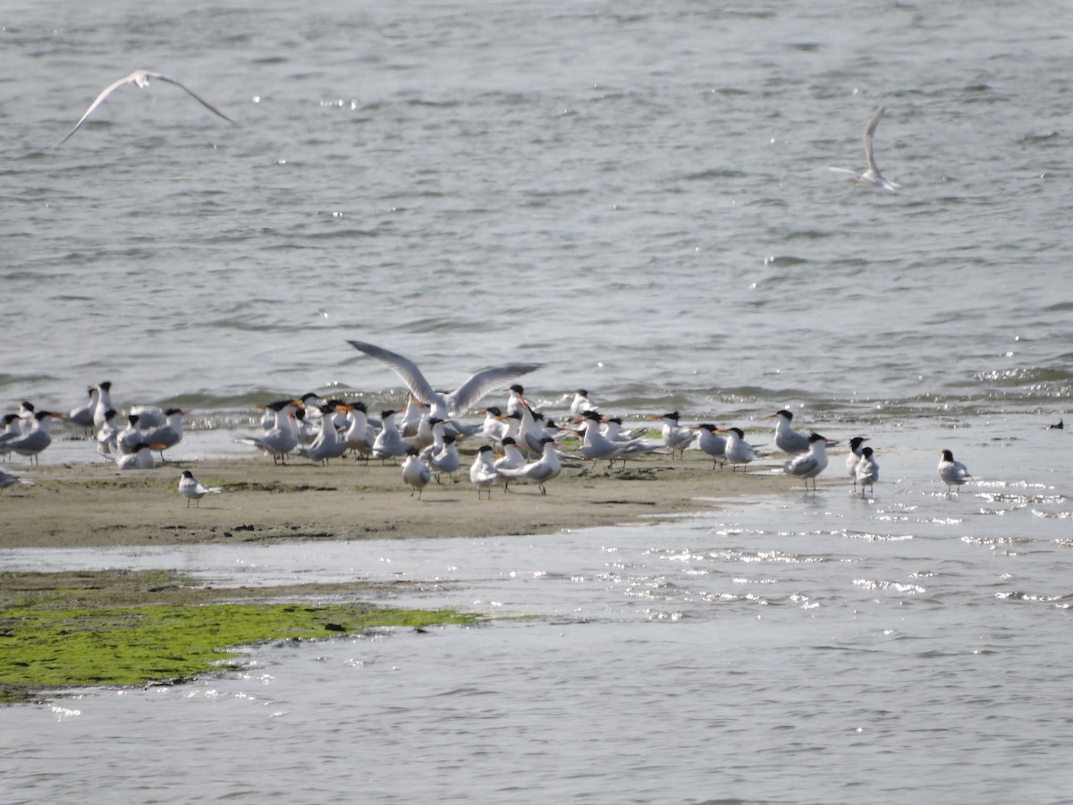 Elegant Tern - ML224283251