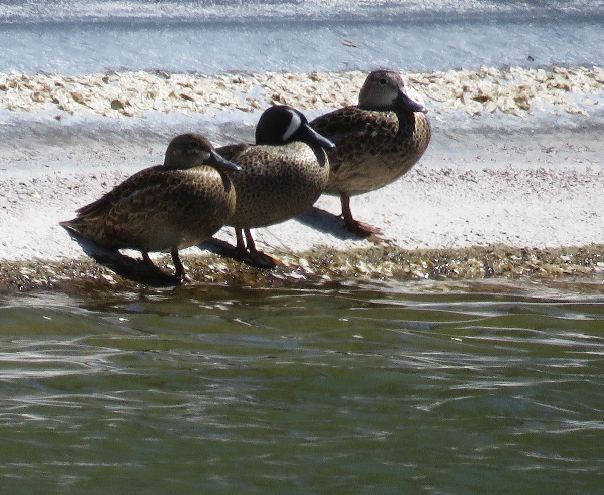 Blue-winged Teal - Deanna Nichols