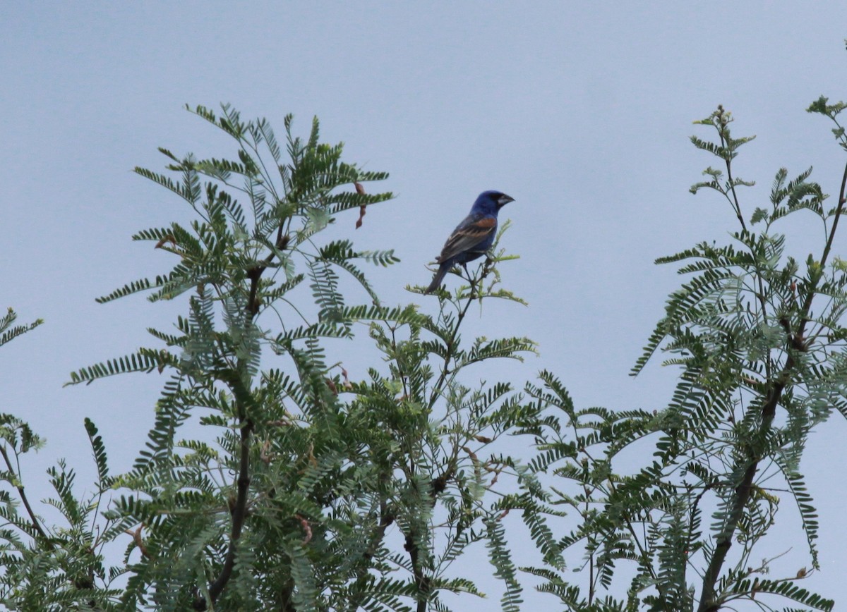 Blue Grosbeak - ML224284291