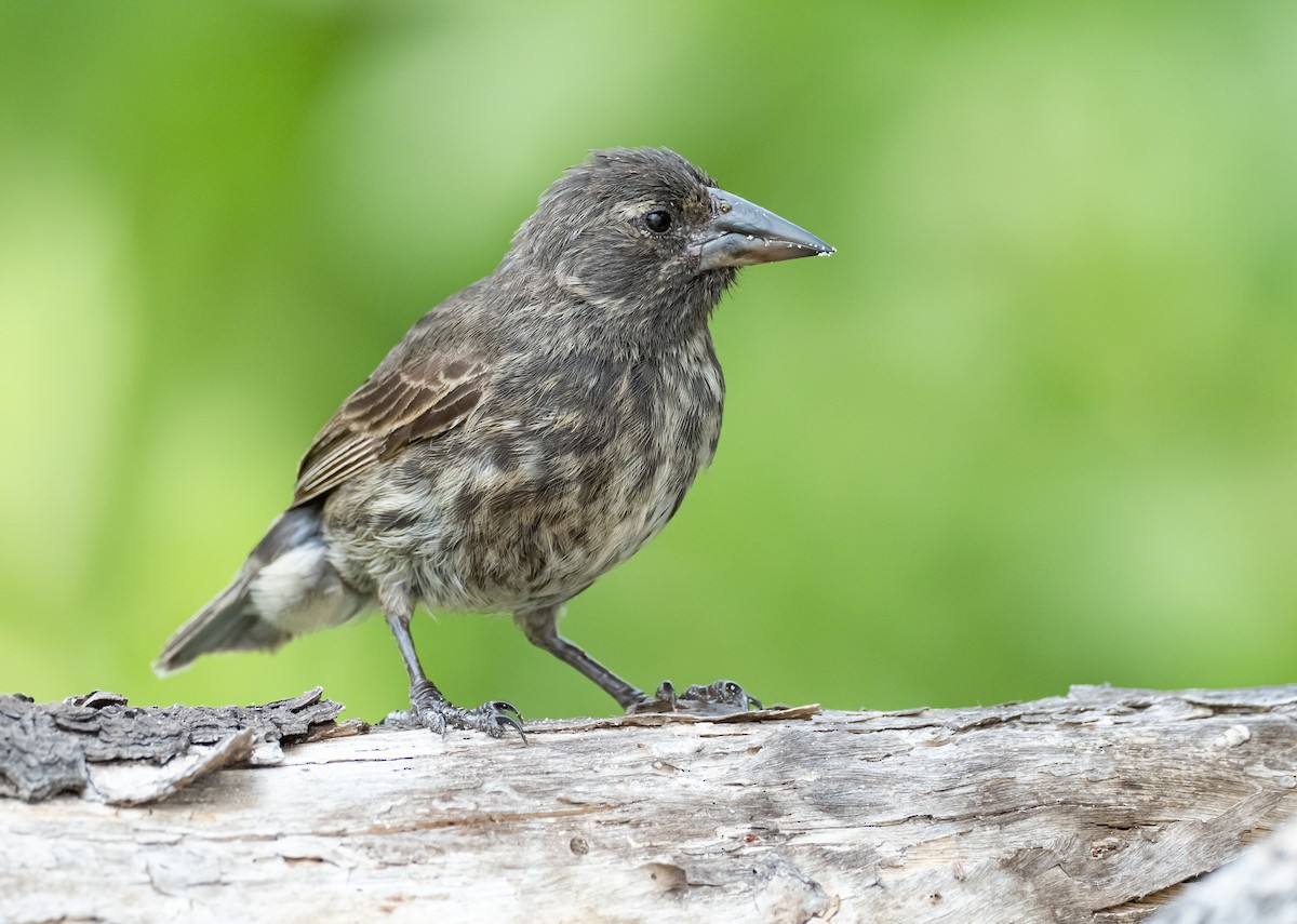 Common Cactus-Finch - ML224284471