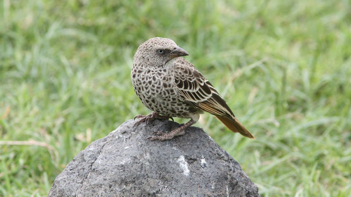 Rufous-tailed Weaver - Daniel Jauvin