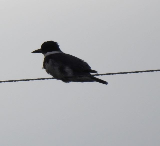 Belted Kingfisher - ML224287931