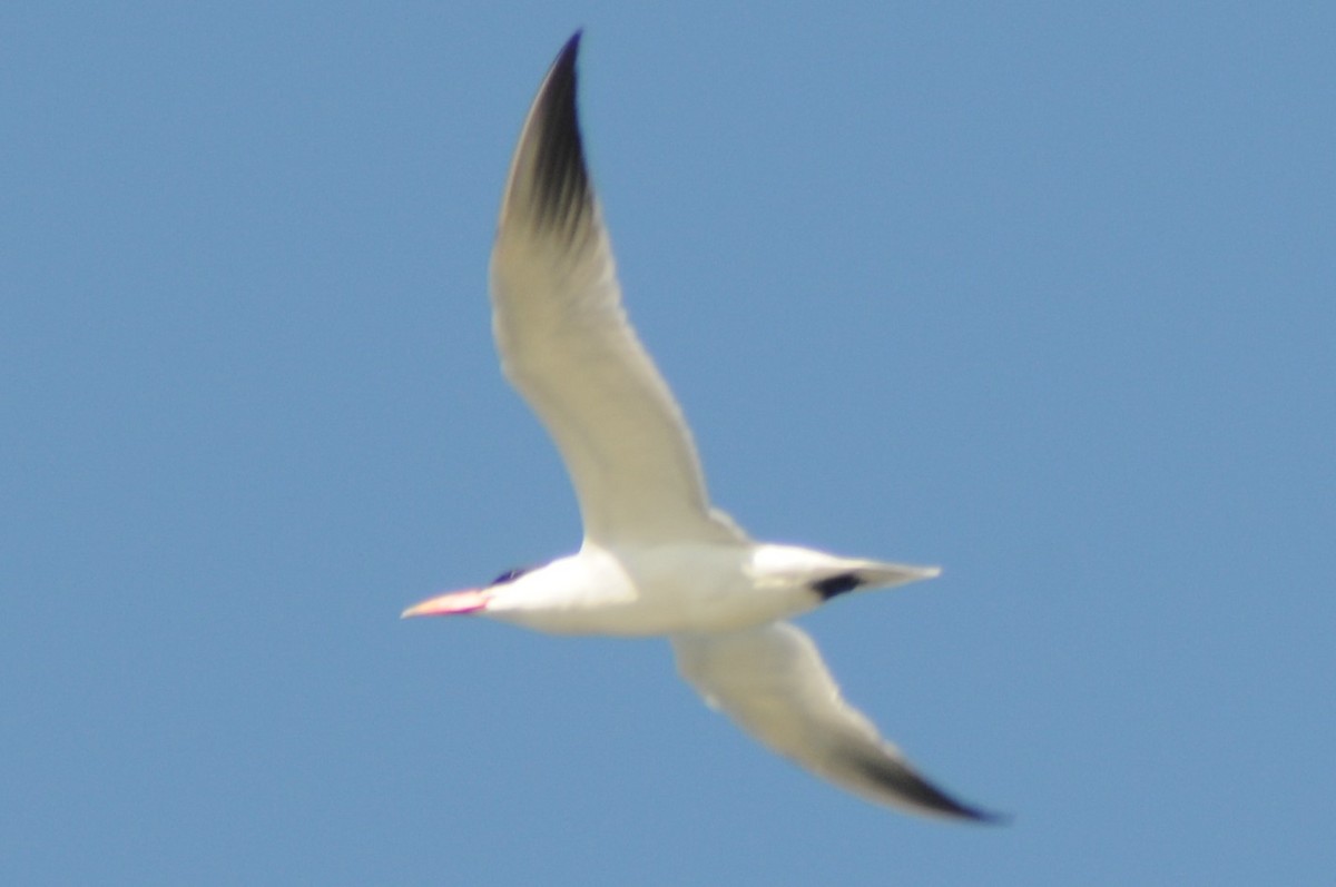 Caspian Tern - Meghann McLeroy