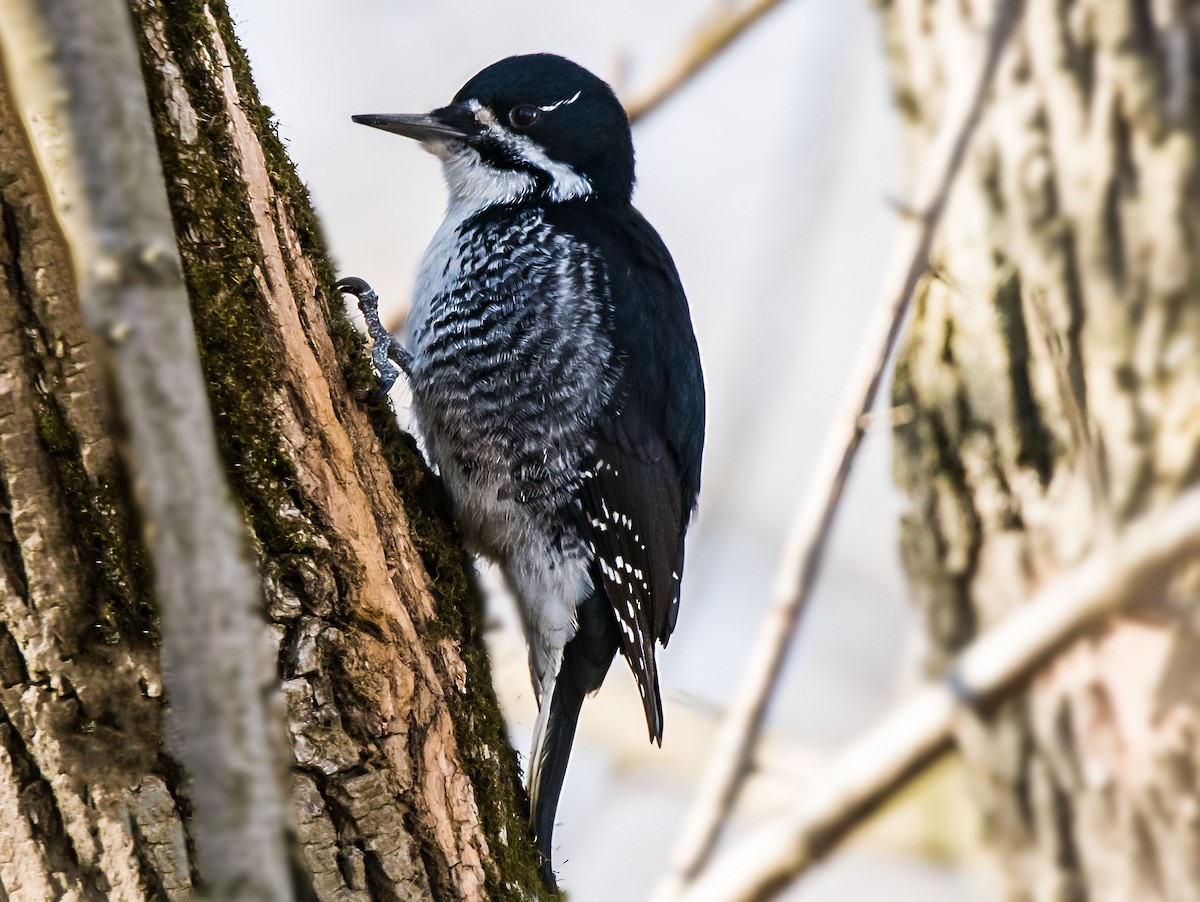 Black-backed Woodpecker - ML224290691