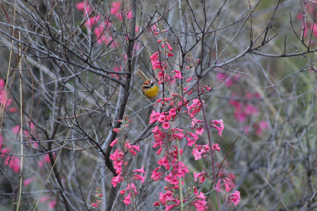 Rufous-capped Warbler - Cody Allen