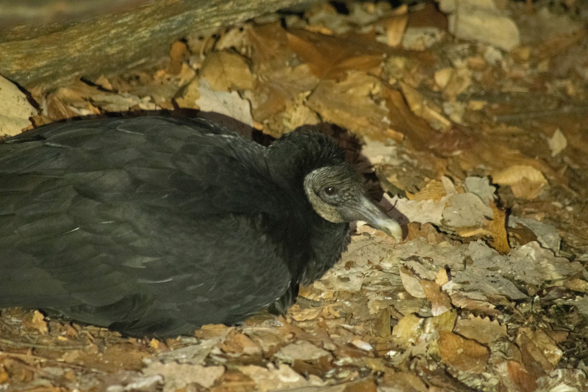 Black Vulture - Kevin Faccenda