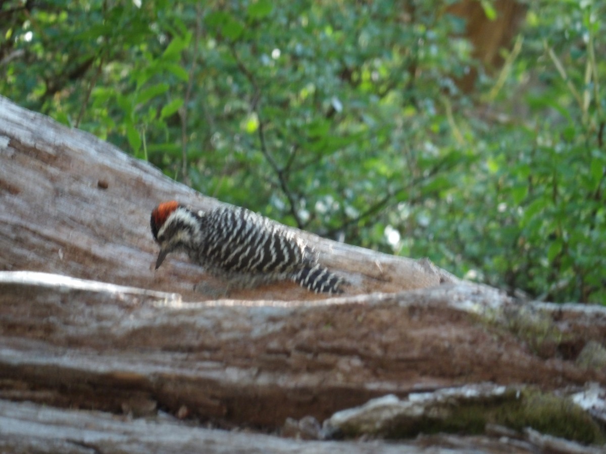 Striped Woodpecker - Juan Gabriel Gómez costantini