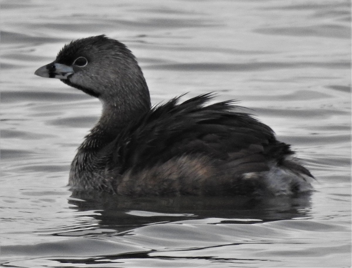 Pied-billed Grebe - Paul McKenzie