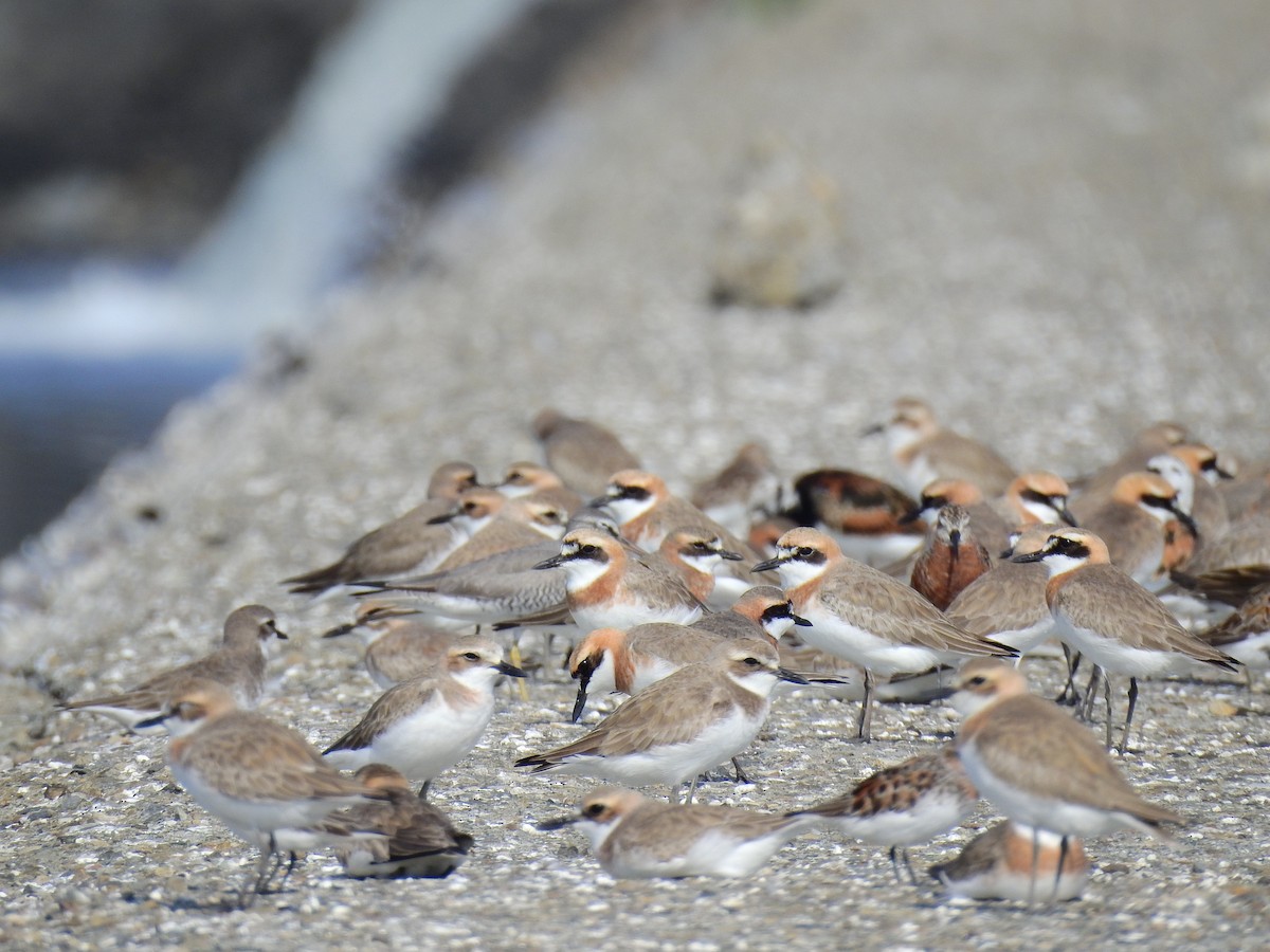 Siberian/Tibetan Sand-Plover - ML224298791