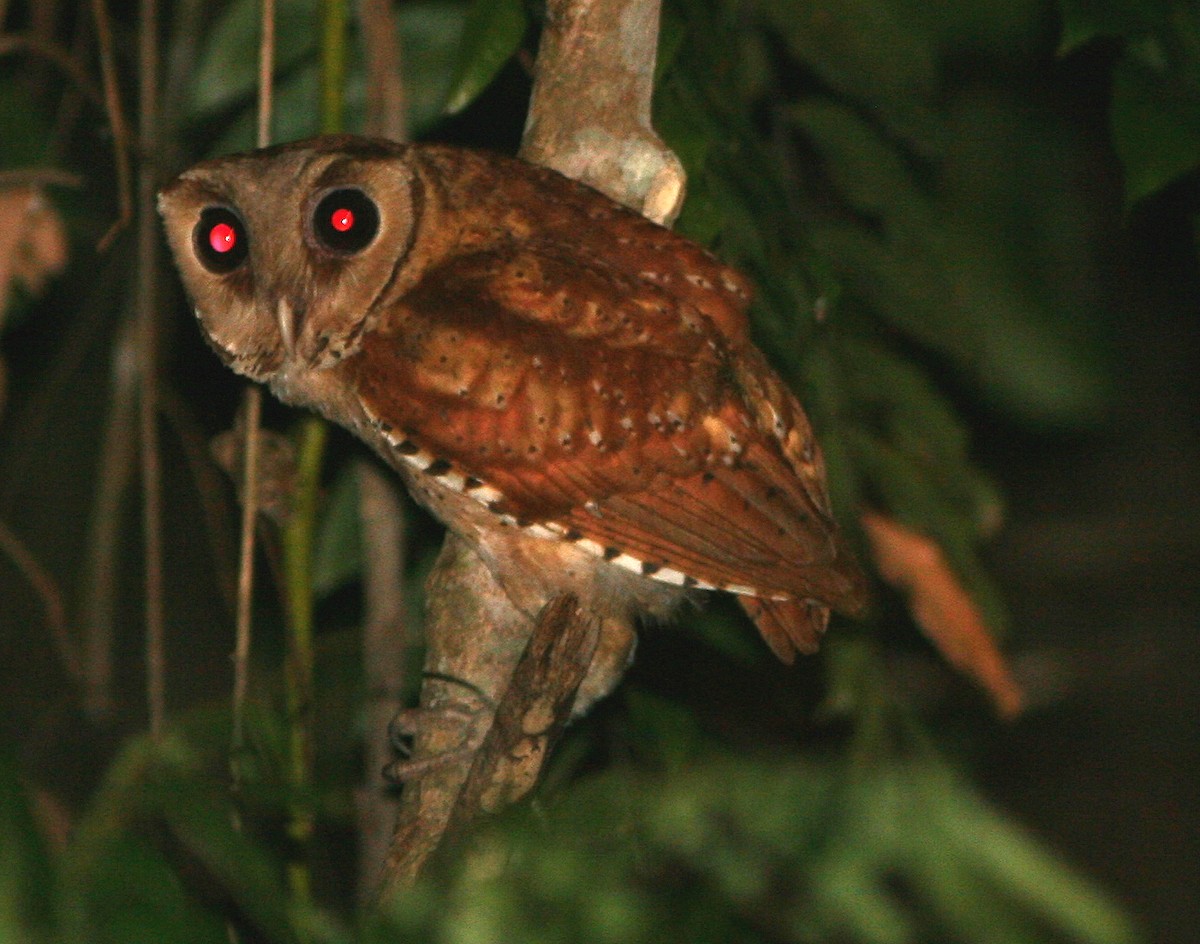 Oriental Bay-Owl - ML224300511