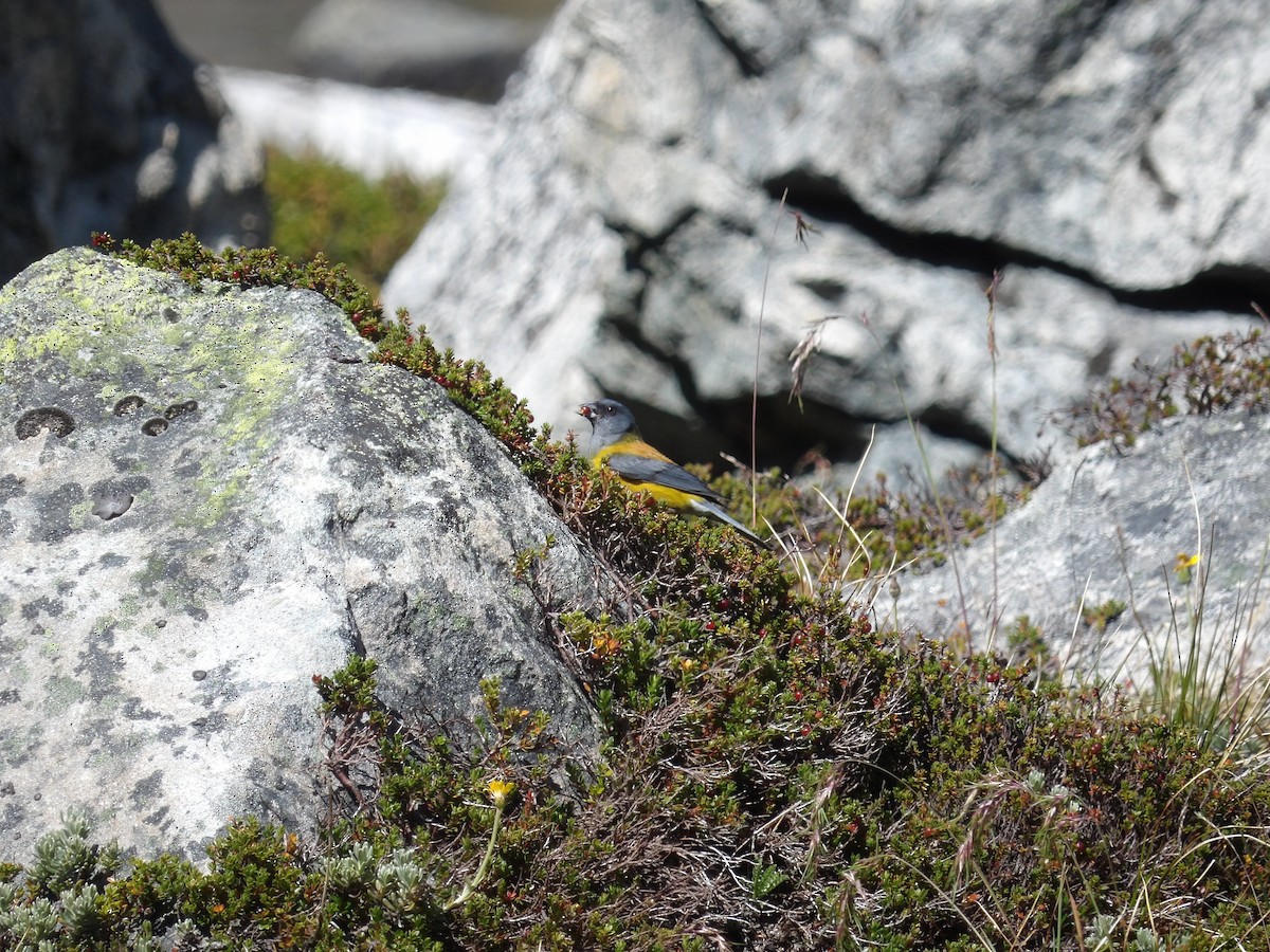 Patagonian Sierra Finch - ML224300841