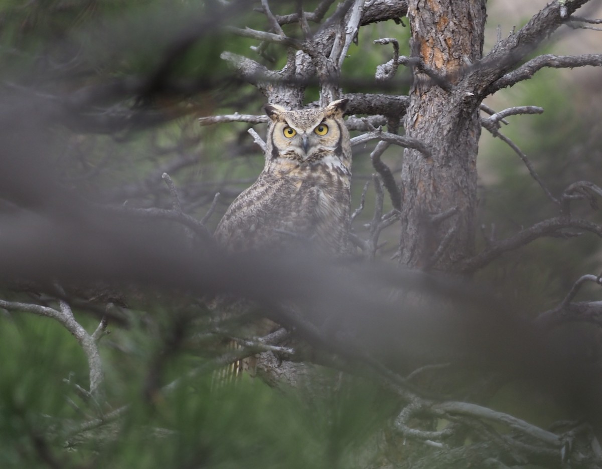 Great Horned Owl - ML224301171