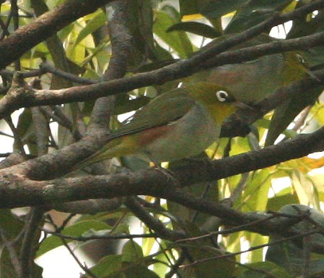 Chestnut-flanked White-eye - ML224304331