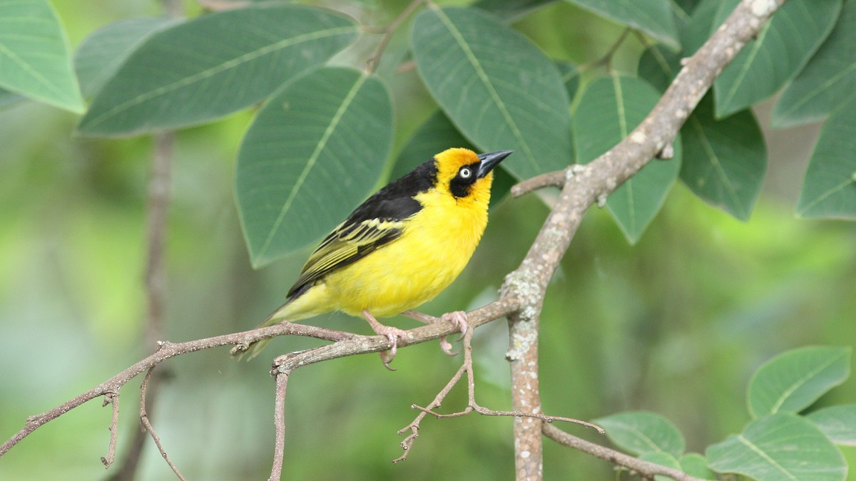 Baglafecht Weaver - Daniel Jauvin