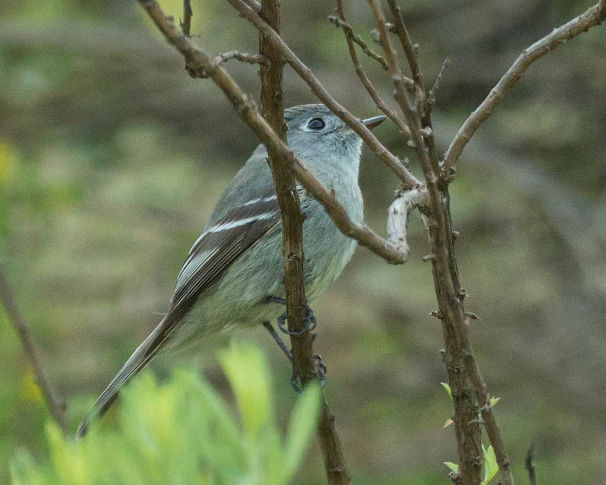 Hammond's Flycatcher - ML224306081