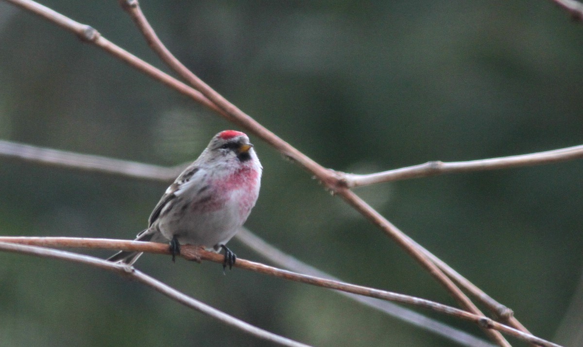 čečetka zimní (ssp. flammea) - ML22430631