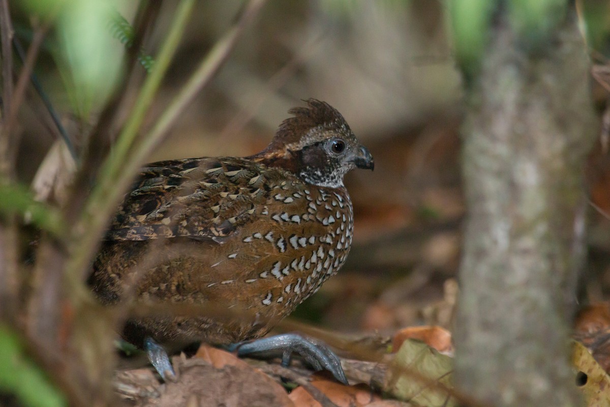 Venezuelan Wood-Quail - Jhonathan Miranda - Wandering Venezuela Birding Expeditions