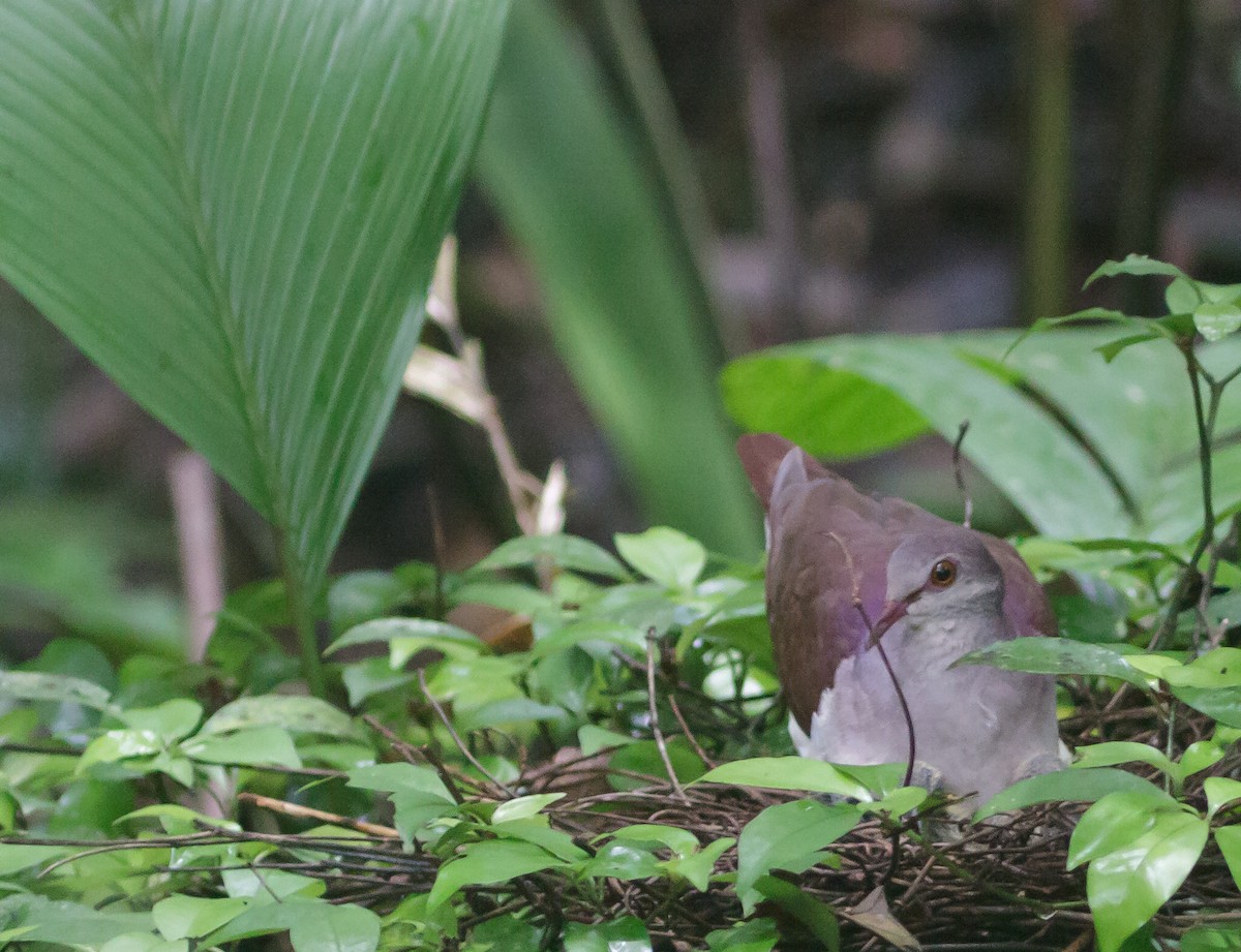 Violaceous Quail-Dove - ML224310511