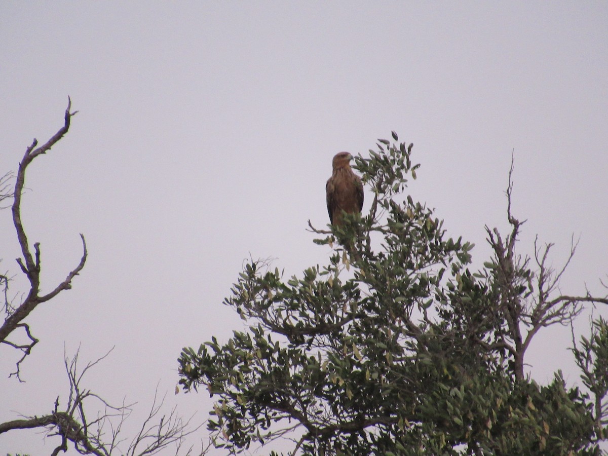 Tawny Eagle - ML224311431